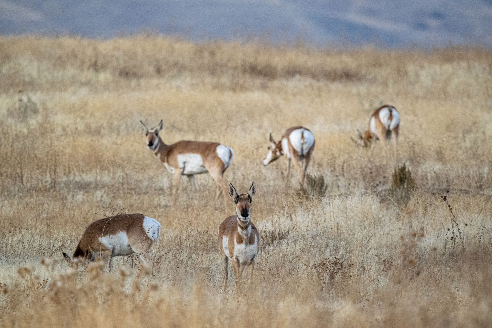 Pronghorn antelopes grazing in a Wyoming field